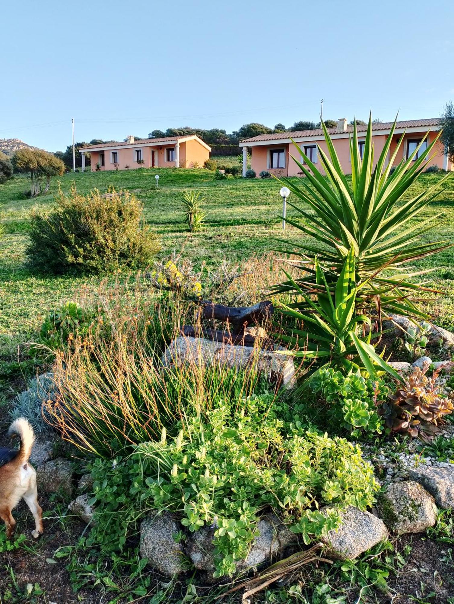 אגליאנטו Agriturismo Gli Olivastri Appartamento Corbezzolo Con Piscina E Vista Mare,Climatizzatore,Wifi מראה חיצוני תמונה